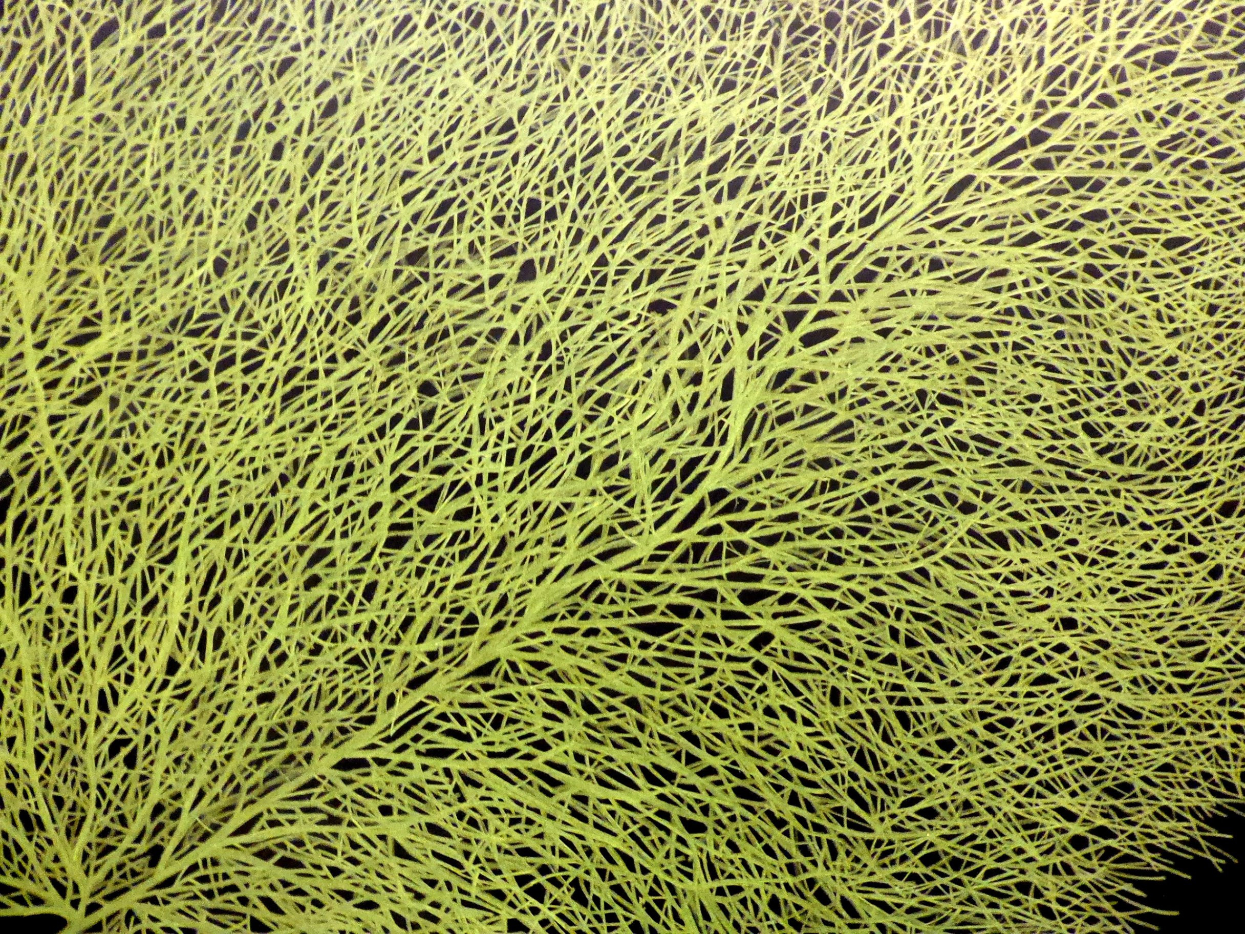 Feuille de papier — Isabelle Cridlig
