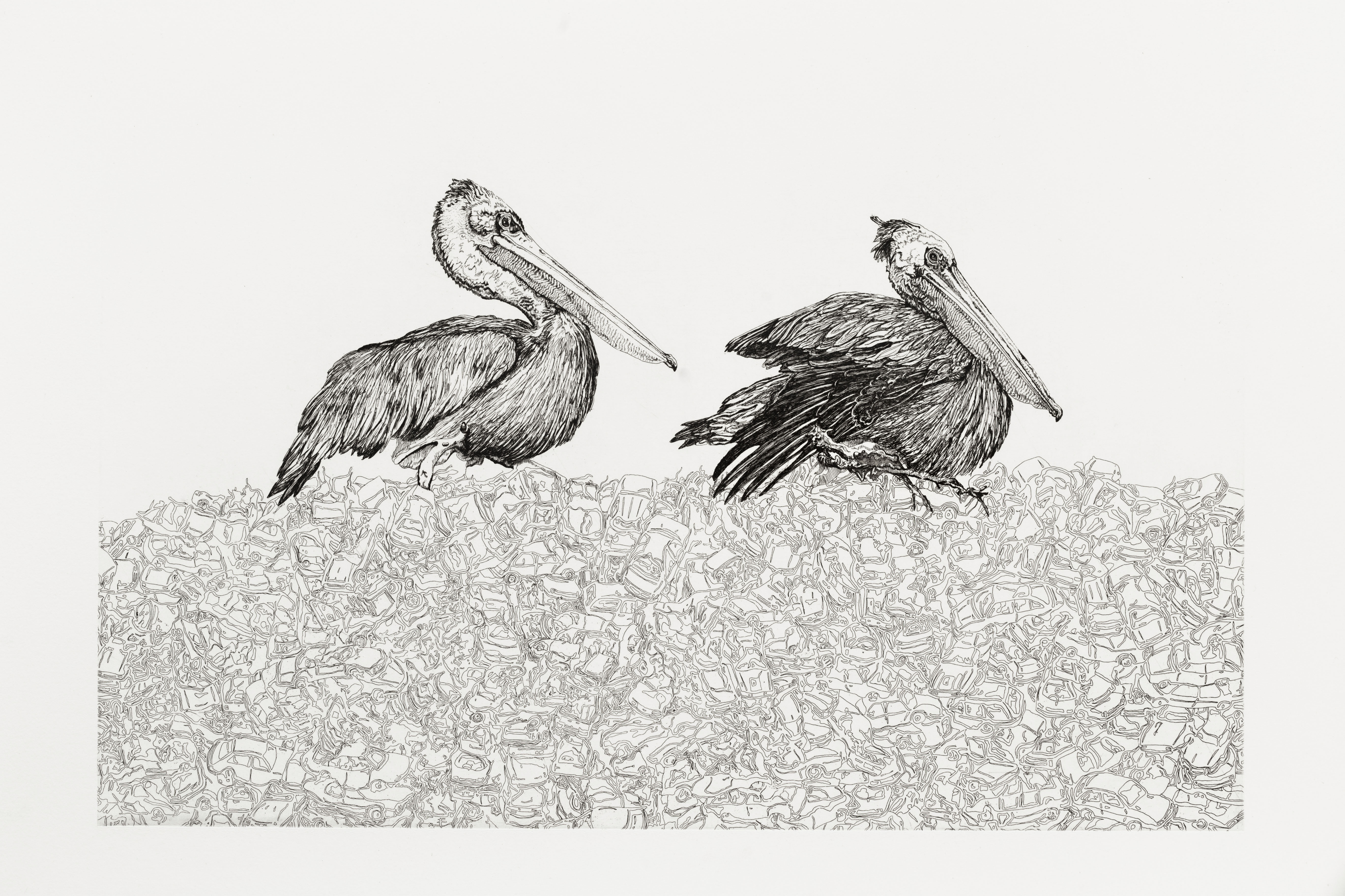 Animalia – Pélican — Sabine Richter