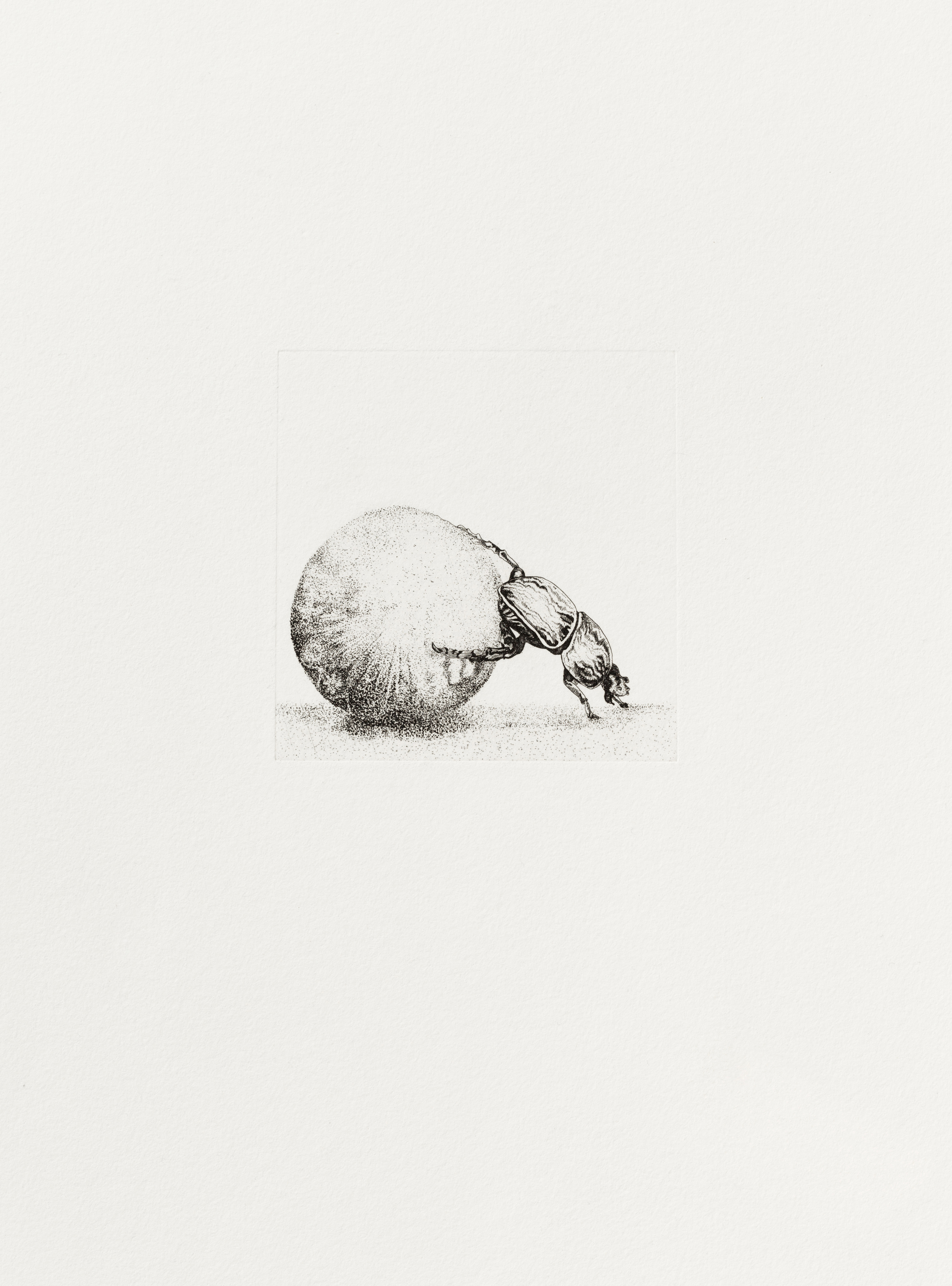 Animalia – Bousier — Sabine Richter